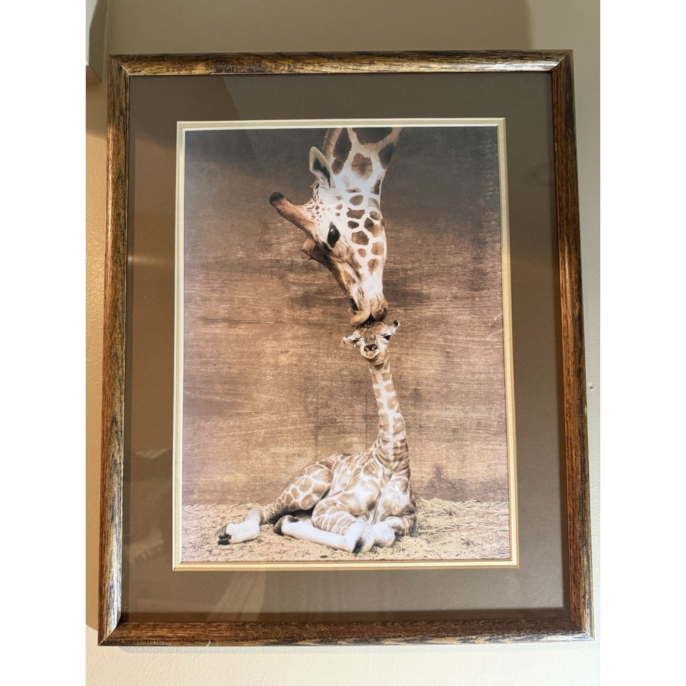 Mother and Baby Giraffe Color Documentary Photograph 17 x 21 framed